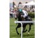  Carrera: G.P.Nacional Caballo: Roncal Monta: V.Janacek